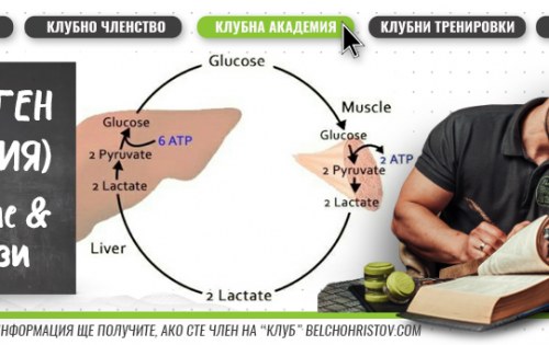 Гликоген. Мускулен и чернодробен гликоген.