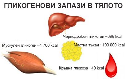 muskulen_chernodroben_glikogen_2