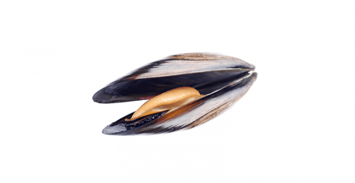 Черна мида | Mytilus galloprovincialis – състав, калории, рецепти и приложение в диетите