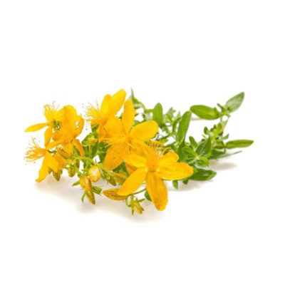 Жълт кантарион | St John’s-wort – състав, калории, рецепти и приложение в диетите