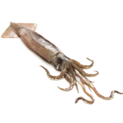 Калмар | Squid – състав, калории, рецепти и приложение в диетите