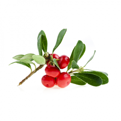 Мечо грозде | Uva ursi – състав, калории, суплементиране и приложение