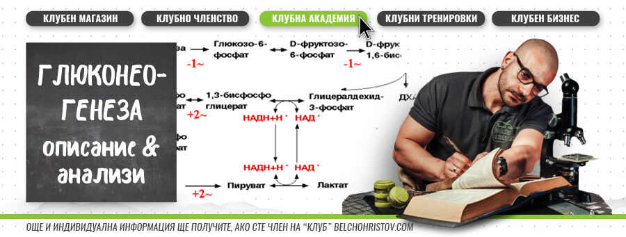 Хранене при ниски нива на въглехидратите в една диета | Глюконеоегенеза