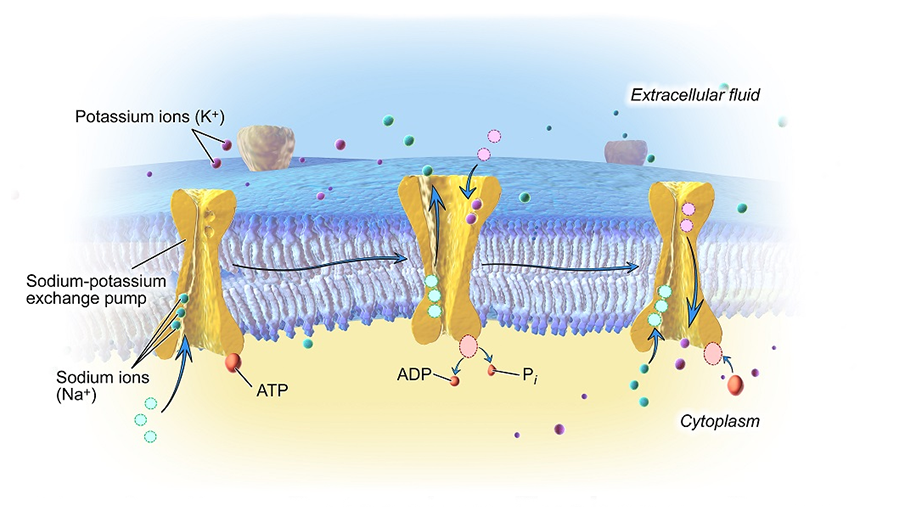 kalievo-natrieva-pompa