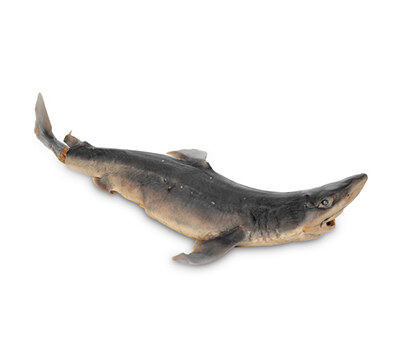 Акула | Shark – състав, калории, рецепти и приложение в диетите