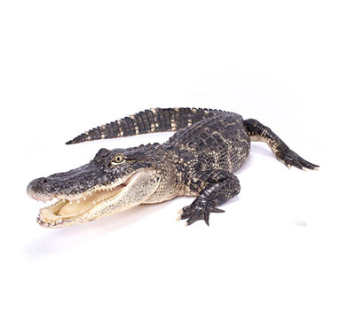 Крокодил | Croco – състав, калории, рецепти и приложение в диетите