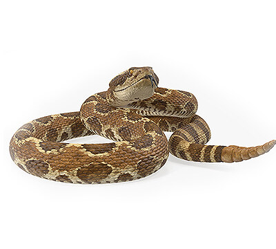 Змийско месо | Snake meat – състав, калории, рецепти и приложение в диетите