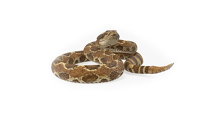 Змийско месо | Snake meat – състав, калории, рецепти и приложение в диетите