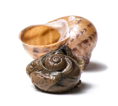 Охлюви | Snails – състав, калории, рецепти и приложение в диетите