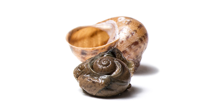 Охлюви | Snails – състав, калории, рецепти и приложение в диетите