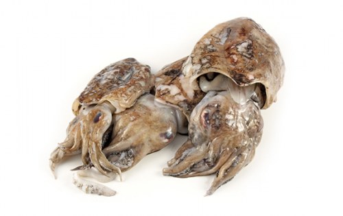 Сепия | Sepia – състав, калории, рецепти и приложение в диетите