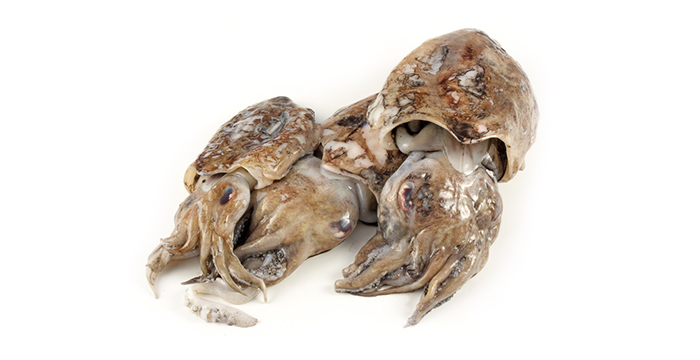 Сепия | Sepia – състав, калории, рецепти и приложение в диетите