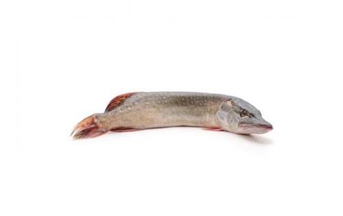 Щука | Pike – състав, калории, рецепти и приложение в диетите