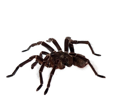 Паяк Птицеяд | Tarantula – състав, калории, рецепти и приложение в диетите