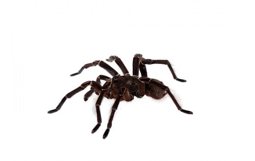 Паяк Птицеяд | Tarantula – състав, калории, рецепти и приложение в диетите