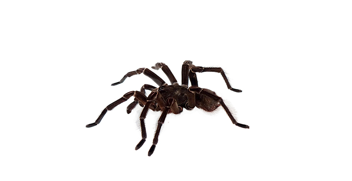 Паяк Птицеяд | Tarantula – състав, калории, рецепти и приложение в диетите