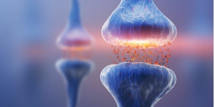 ГАБА (GABA) – описание, действие, ползи и прием (приложение)