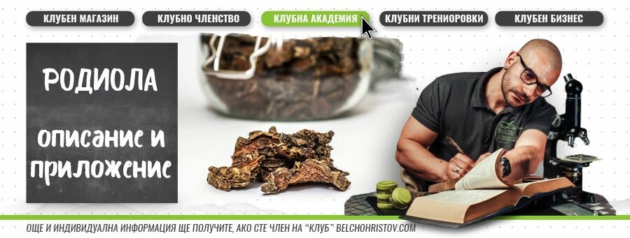 Златен корен (Rodiola rosea) – описание, действие, ползи и прием (приложение)