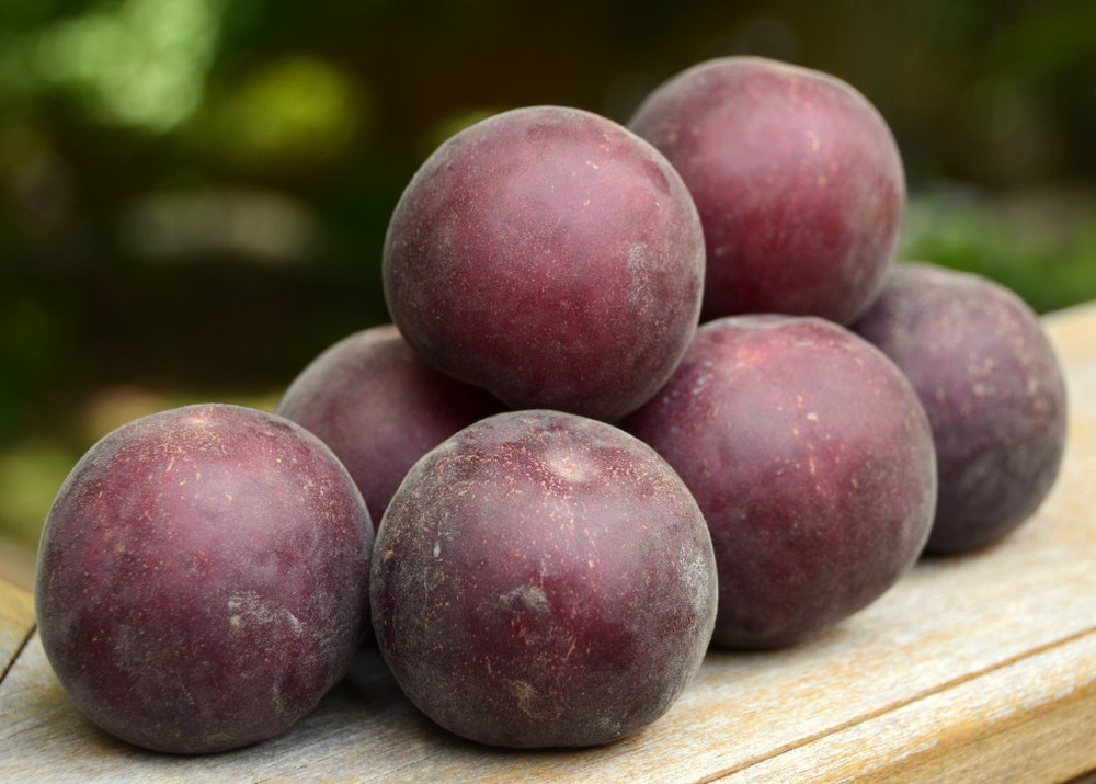 black velvet apricots