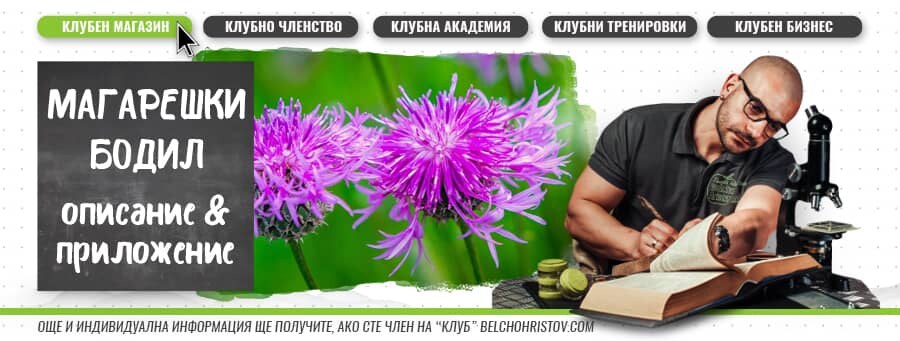 Магарешки бодил (млечен трън) – описание, действие, ползи и прием (приложение)