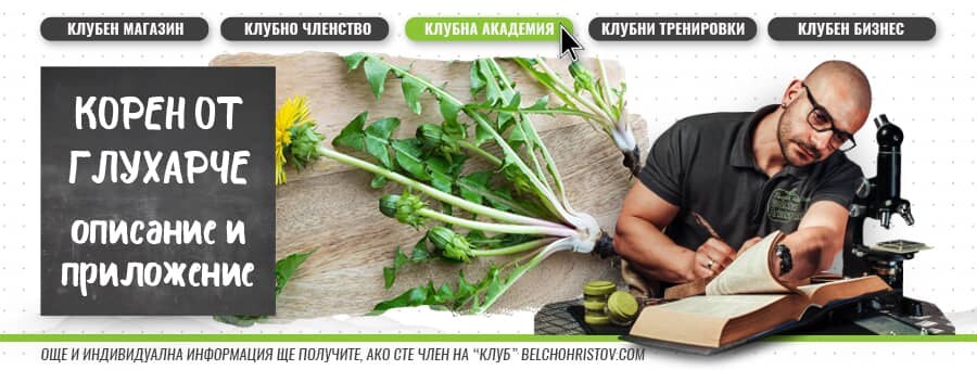 Корен от глухарче – описание, действие, ползи и прием (приложение)