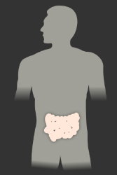 Тънко черво