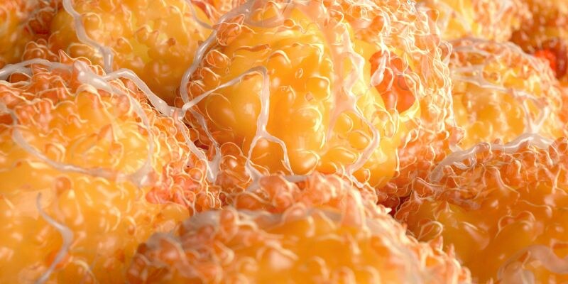 Висцерални мазнини | Описание и уелнес решения